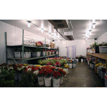 Flower Storage Room Chiller Zimmer Frischhalten